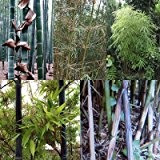 Bambus Mix - extremst frosthart (-19C° bis -25C°) - 4 Arten- je 20 Samen