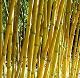 Bambus Phyllostachys aureosulcata Aureocaulis - Lieferhöhe ca. 120 bis 130 cm + 1 kg - McBambus Bambusdünger