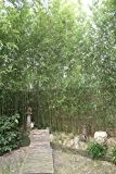 Bambus Phyllostachys bissetii + McBambus Bambusdünger (Lieferhöhe: 100 cm)