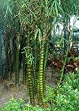 Bambusa ventricosa - Buddhabauch Bambus - 15 Samen