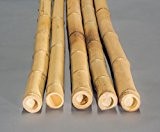 Bambushalm Moso 100cm gelb Durch. 2,8 bis 4cm, gebleicht - Bambusrohre, Rohre aus Bambus, Bambus Rohre Bambusrohr --> großes Sortiment ...