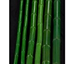 Bambusrohr B-Ware grün mit Druch. 3,5 bis 5cm gefärbt, Länge 300cm - Bambusrohre, Rohre aus Bambus, Bambus Rohre Bambusrohr --> ...