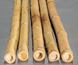 Bambusrohr gelb, Moso Bambus, gebleicht, Durch. 2,8 - 3,5cm, Länge 200cm