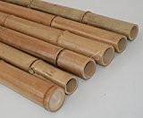 Bambusrohr Moso 200cm gelbbraun Durch. 4,8 bis 6cm, hitzebehandelt - Bambus Rohr Bambus Latten farbige Bambusrohre Bamboo Bambus Halbschale Bambusstangen ...
