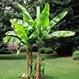 Bananenbaum Musa Basjoo - 1 baum