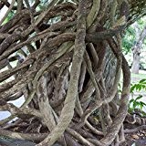 Banyan-Baum, Banyan-Feige, Bengalische Feige - Ficus benghalensis - Samen