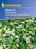 Bärlauch-Saatgut: Bärlauch / Waldknoblauch, Allium ursinum - 1 Portion