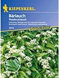Bärlauch Waldknoblauch Allium ursinum
