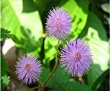 Bashfulgrass Samen, Topf Samen, Mimose Linn, Foliage Mimose Sensitive - 100 Samen Teilchen