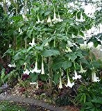 Baum-Brugmansia, Engelstrompete, weiss, Supergrosse Blüten!! 5 frische Samen