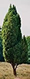 Baum des Jahres 2002 - Wacholder im Container Größe 60 bis 70 cm