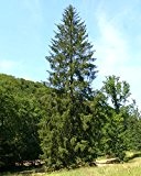 Baum des Jahres 2017 - Fichte im 10er Bündel Größe 80 bis 100 cm