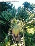 Baum des Reisenden (Ravenala madagascariensis) 10 Samen ""Das Wahrzeichen Madagaskar's""