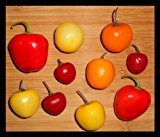 Baumchili Rocoto Mix 10 Samen *Bunte Mischung* Viele Farben und Formen