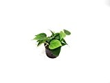 Baumfreund, Philodendron scandens, ca.15 - 20 cm, Hängepflanze in Hydrokultur, 11/9er Kulturtopf