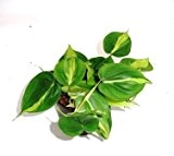 Baumfreund, Philodendron scandens Variegata, Zimmerpflanze in Hydrokultur, 13/12er Kulturtopf, 18 - 24 cm