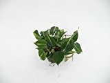 Baumfreund, Philodendron scandens Variegata, Zimmerpflanze in Hydrokultur, 15/19er Kulturtopf, 20 - 30 cm