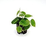 Baumfreund, Philodendron scandens, Zimmerpflanze in Hydrokultur, 13/12er Kulturtopf, 18 - 24 cm