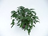 Baumfreund, Philodendron Xanadu, Zimmerpflanze in Hydrokultur, 28/19er Kulturtopf, 60 - 70 cm