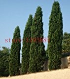 Baumsamen 100 Stück ITALIAN CYPRESS (Cupressus sempervirens Stricta) Samen steuern im Garten
