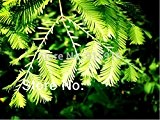 Baumsamen 50 PC-Dämmerung Redwood Forest Bonsai Samen - Metasequoia glyptostroboides - Grow Your Own Bonsai-Baum-Kit