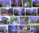 Baumsamen Blume 100 Stück Blau Lila Palisanderholzbaum Baum Strauch, Blumen! Gartenbonsai Pflanzen