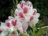 Baumschule Anding Alpenrose - Rhododendron - Hybride - INKARHO - Belami -R-