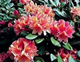 Baumschule Anding Alpenrose - Rhododendron - Hybride - INKARHO - Brasilia
