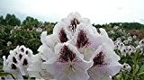 Baumschule Anding Alpenrose - Rhododendron - Hybride - INKARHO - Calsap