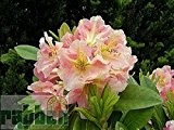 Baumschule Anding Alpenrose - Rhododendron - Hybride - INKARHO - Dolcemente