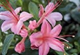 Baumschule Anding Azalee - Rhododendron viscosum - Pink and Sweet