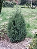 Baumschule Anding Chinesischer Wacholder Stricta - Juniperus chinensis - Stricta