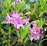 Baumschule Anding Echte Alpenrose - Rhododendron - ferrugineum