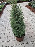Baumschule Anding Gesunder Heidewacholder - Juniperus communis - Excelsa