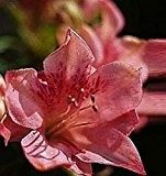 Baumschule Anding Japanische Azalee - Rhododendron obtusum - Blaauw s Pink