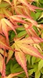 Baumschule Anding Japanischer Zwergahorn Acer palmatum - Katsura -