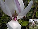 Baumschule Anding Tulpenmagnolie - Magnolia - soulangiana