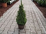 Baumschule Anding Zuckerhutfichte Picea glauca - Conica -