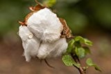 Baumwolle, afrikanisch Gossypium herbaceum 10 Samen
