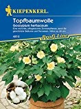Baumwolle (Topf-), Gossypium herbaceum - 1 Portion