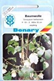 Baumwolle, Topfbaumwolle, Gossypium herbaceum, ca. 12 Samen