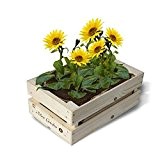 Baza - Minigarten in der Kiste - Pflanzset: Mini Sonnenblume - Pflanzkiste mit Erde & Samen