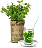 Baza - Seeds & Tea Garden - Pflanze: BIO Minze - Fertiger Zuchtbeutel mit Erde & Samen - Jutesack