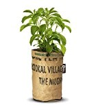 Baza - Seeds & Tea Garden - Pflanze: BIO Stevia - Fertiger Zuchtbeutel mit Erde & Samen - Jutesack