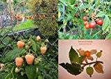 Beeren-Samen-Sortiment XL (Goji+Litchitomate+Himbeere Gelb+Physalis) 120++ Samen (Die Gartensensation) ###Winterhart und Einjährige Sorten###