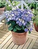Beetpflanzen Hortensie (Hydrangea blau (Teller)