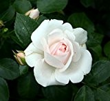 Beetrose "Aspirin Rose ®" - (wurzelnackte Pflanze)