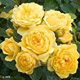 Beetrose 'Yellow Meilove®' - ADR-Rose