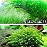 Beförderung! 200seeds 12 Arten Mixed Aquarium Gras Samen Indoor Schöne Uhr-Wasser-Wasserpflanzen Samen