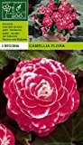 Begonia - Begonie " Camellia Flora " (3)